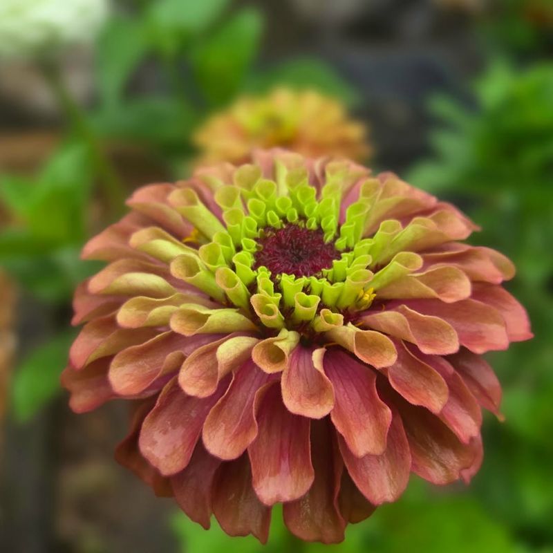 The Varieties Everyone Will Want