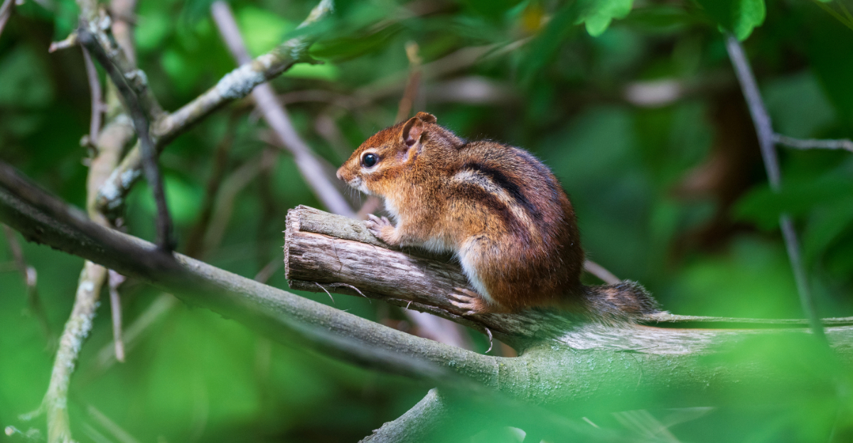 How To Keep Chipmunks Out Of Your Michigan Garden In April
