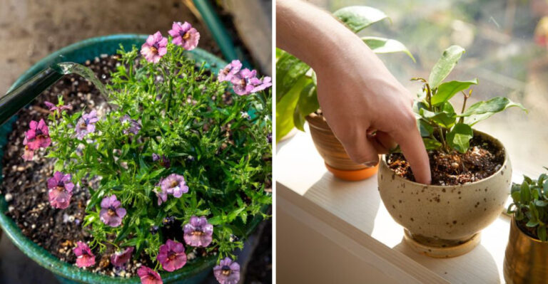 How To Keep Containers From Drying Out Too Fast In May In Georgia