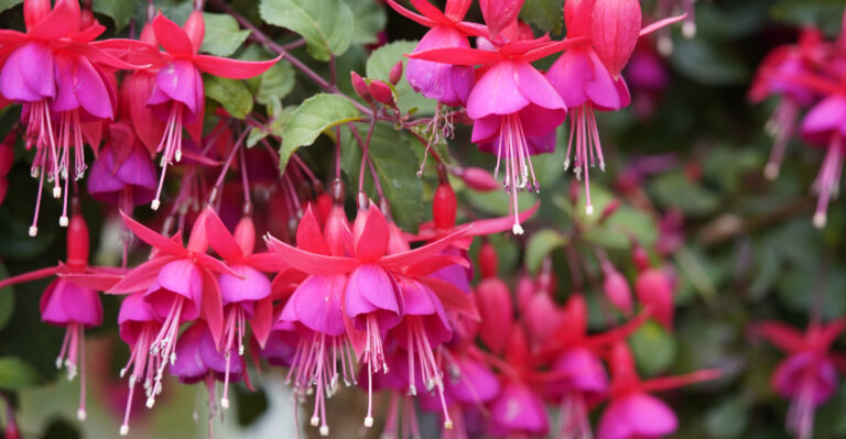 fuchsia hybrid