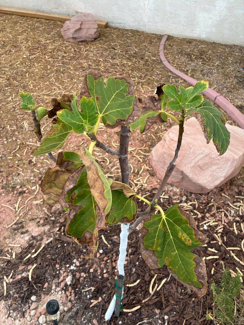 Use Well-Draining Soil To Prevent Root Stress In Heat