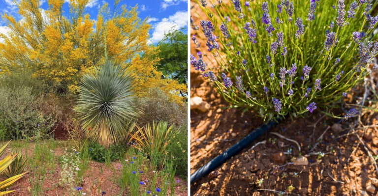 How To Keep Your Desert Plants Thriving In North Phoenix, Arizona
