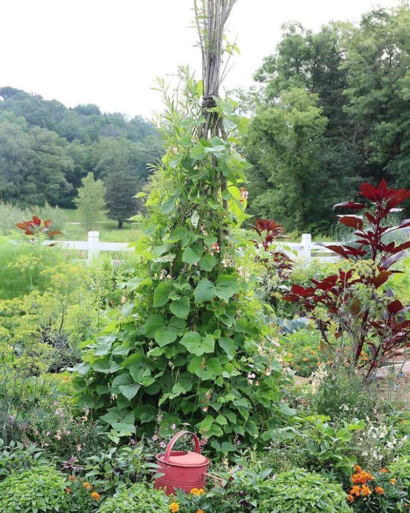 Why Ohio Gardeners Should Add Support Early