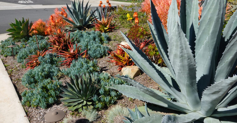 How To Make A California Front Yard Look Fuller Without Adding Thirsty Plants