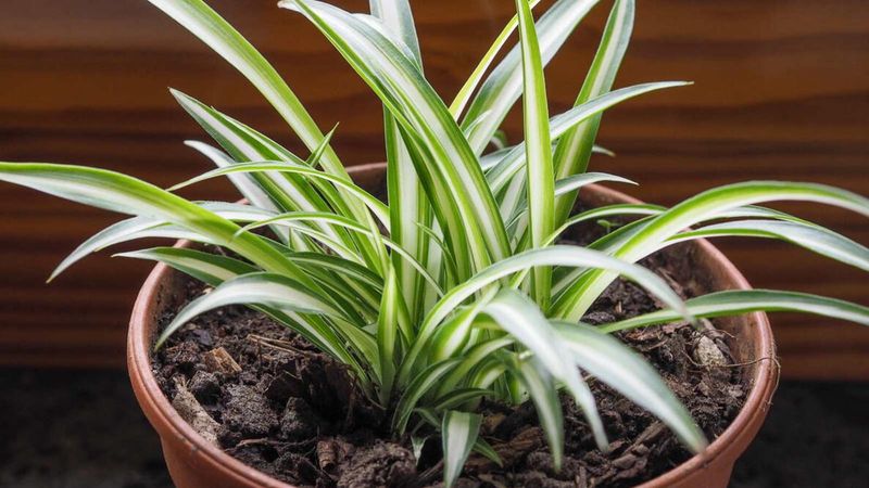 Extra Tips To Keep It Looking Its Best