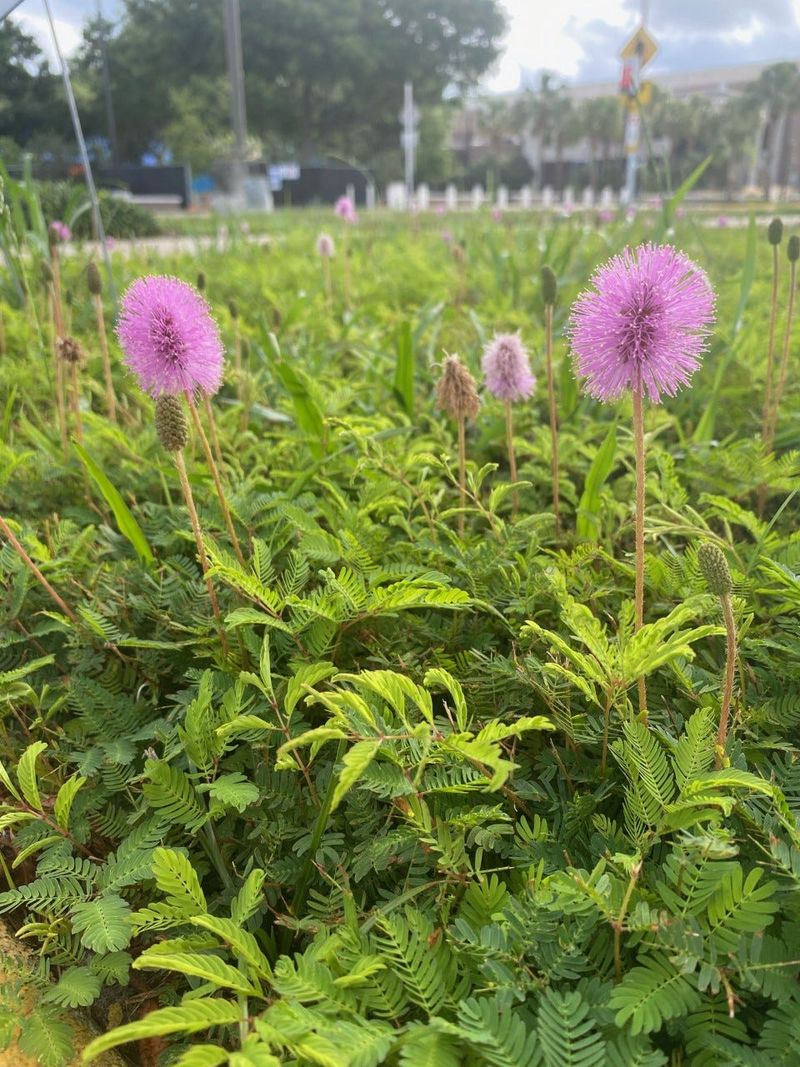How To Water It While It Gets Established