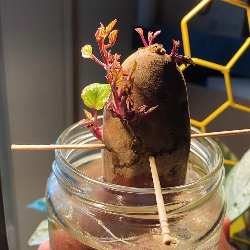 Start With Healthy Sweet Potato Slips