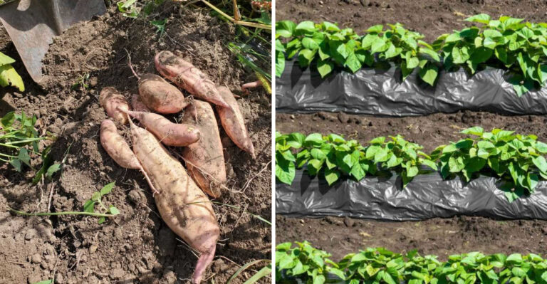How To Plant Sweet Potatoes In Georgia This April For Faster Growth