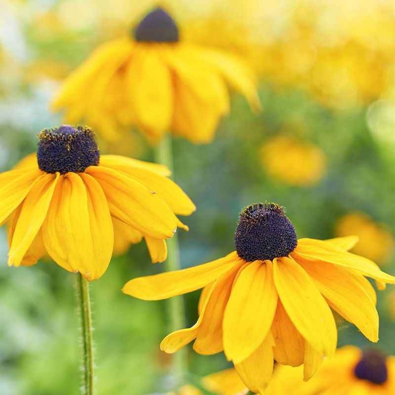 Better Pollinator-Friendly Alternatives For Texas