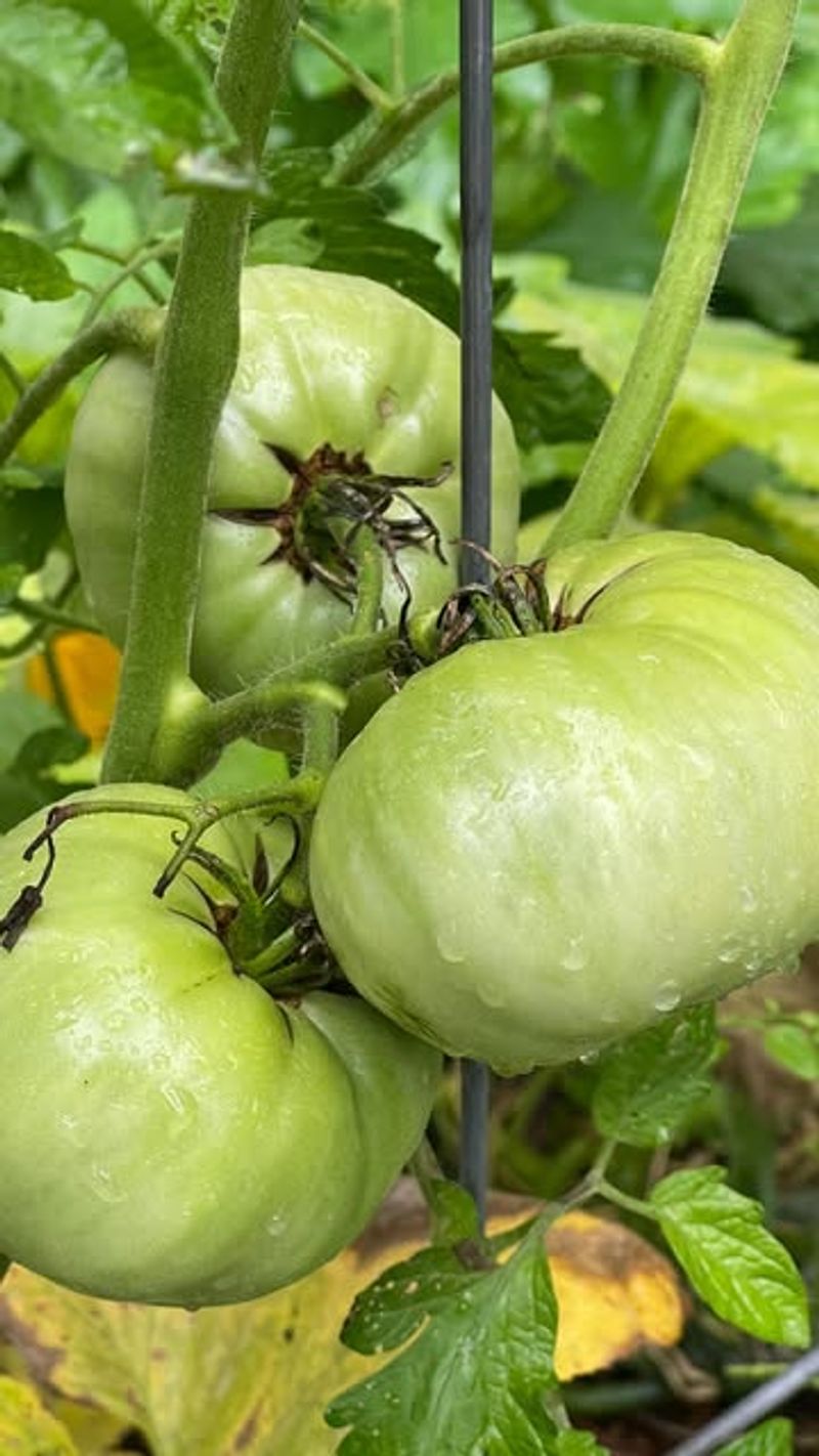 Keep Soil Moisture Even To Prevent Calcium Disruption