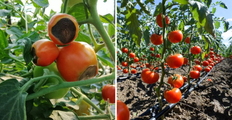 How To Prevent Blossom End Rot In Georgia Tomatoes