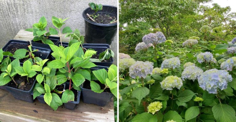 How To Propagate Hydrangeas In Georgia In April For Healthy Growth