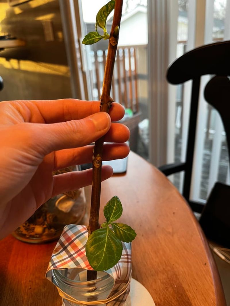 Start With A Healthy Stem