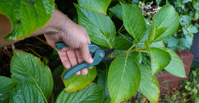 How To Propagate Hydrangeas In Oregon Without Much Fuss