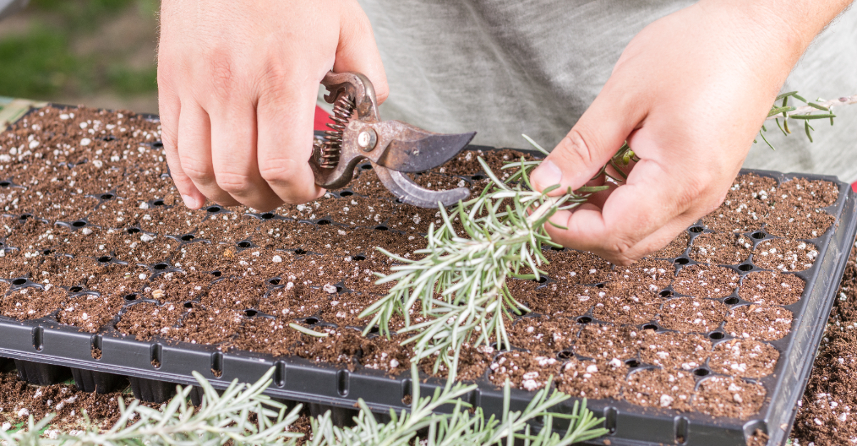 propagating rosemary
