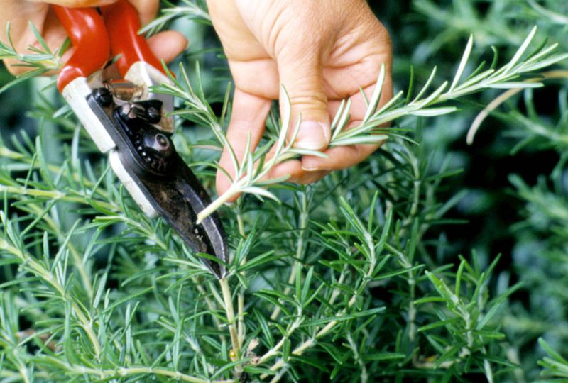 Take Cuttings During Warm Active Growth