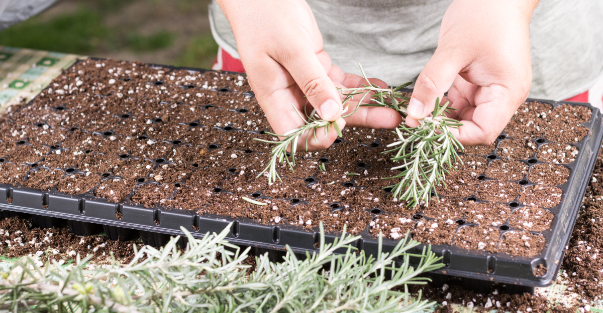 rosemary propagation