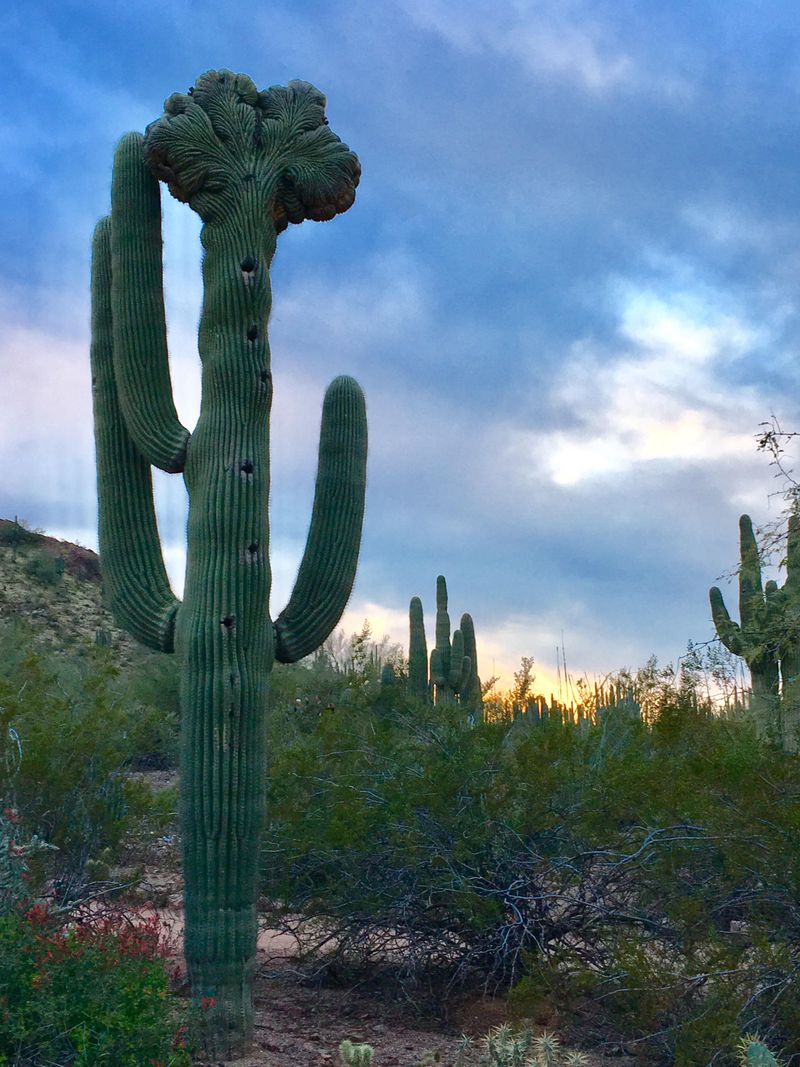 Established Saguaros Thrive In May Heat Conditions