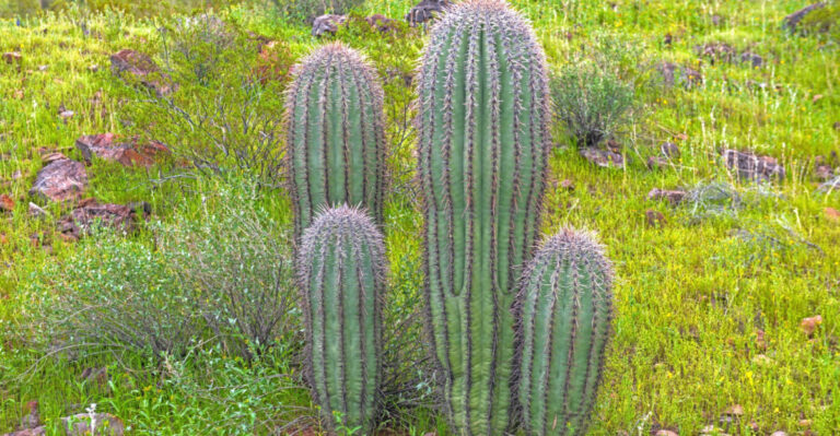 How To Protect Saguaro Cactus During May Heat In Arizona