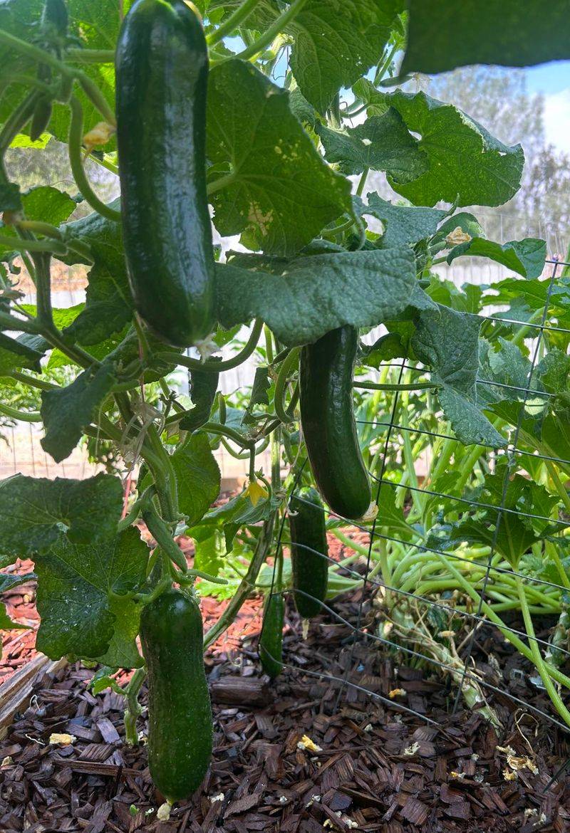 Pruning Only Matters For Vining Cucumbers