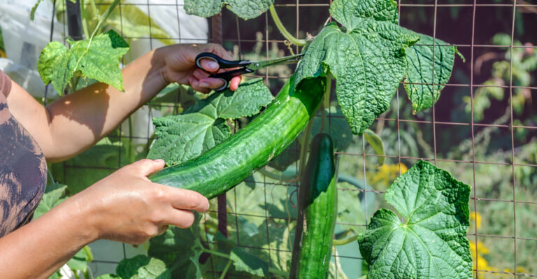 pruning cucumbers