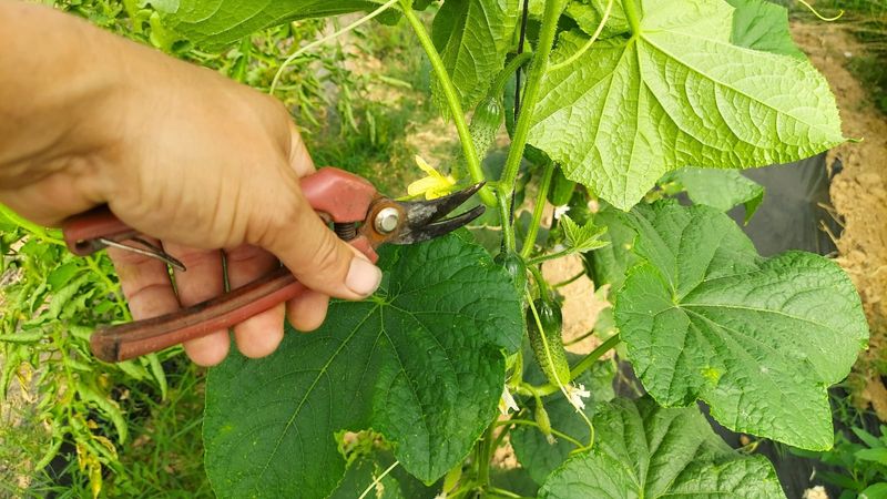 Start Pruning Once Vines Begin To Sprawl