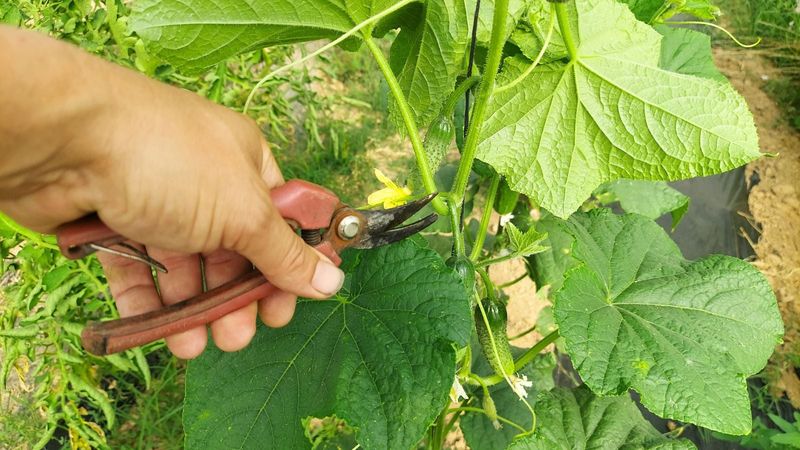 Start Pruning Once Vines Begin Active Growth