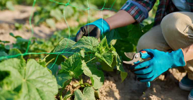 prune cucumbers