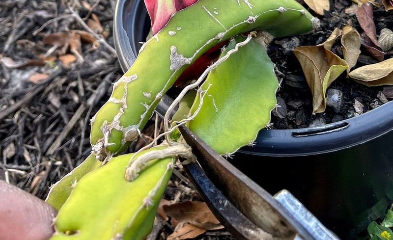 Cut Back Overgrown Stems To Keep Energy Focused On New Growth