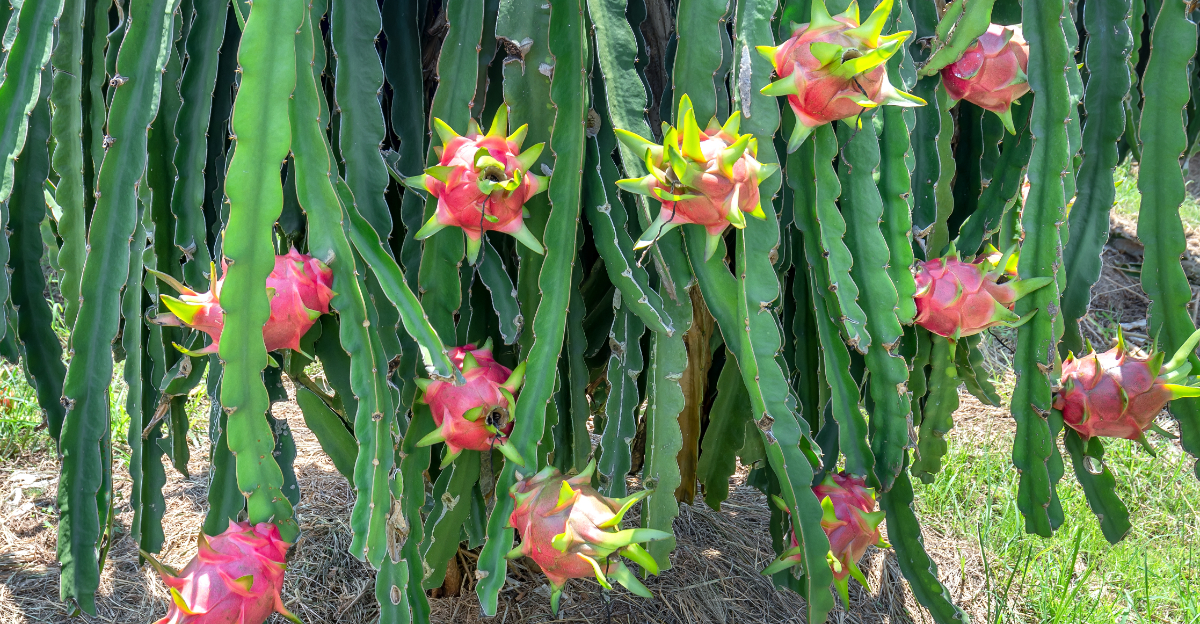 dragon fruit (featured image)