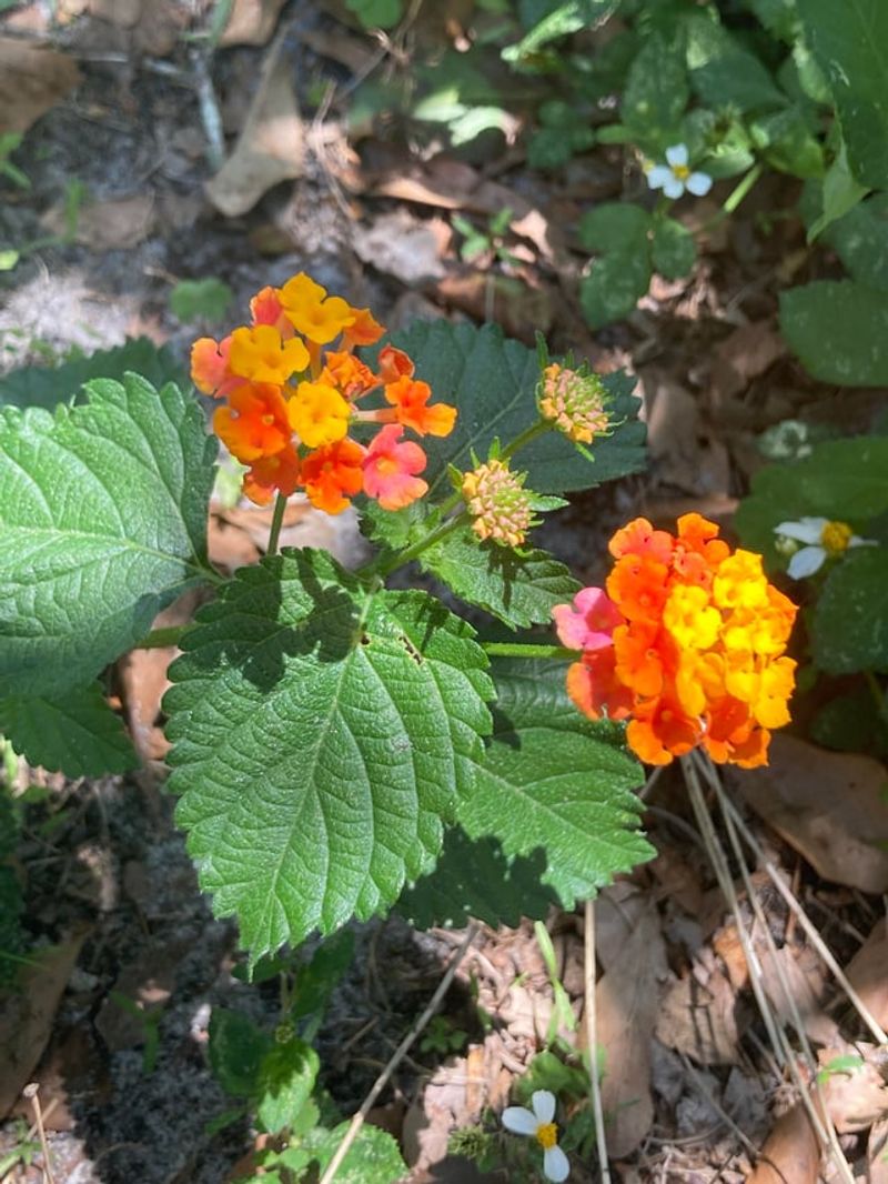 Prune Lantana Back In Spring