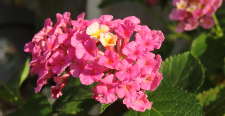 How To Prune Lantana In California For More Flowers All Season