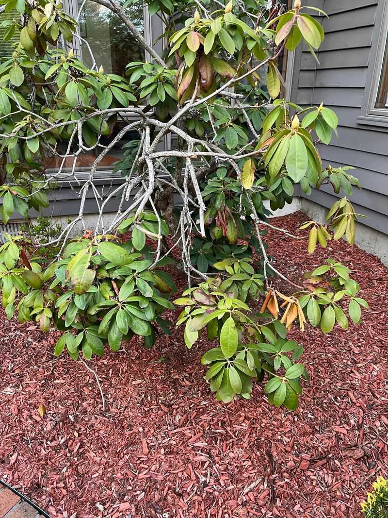 Prune Right After Bloom