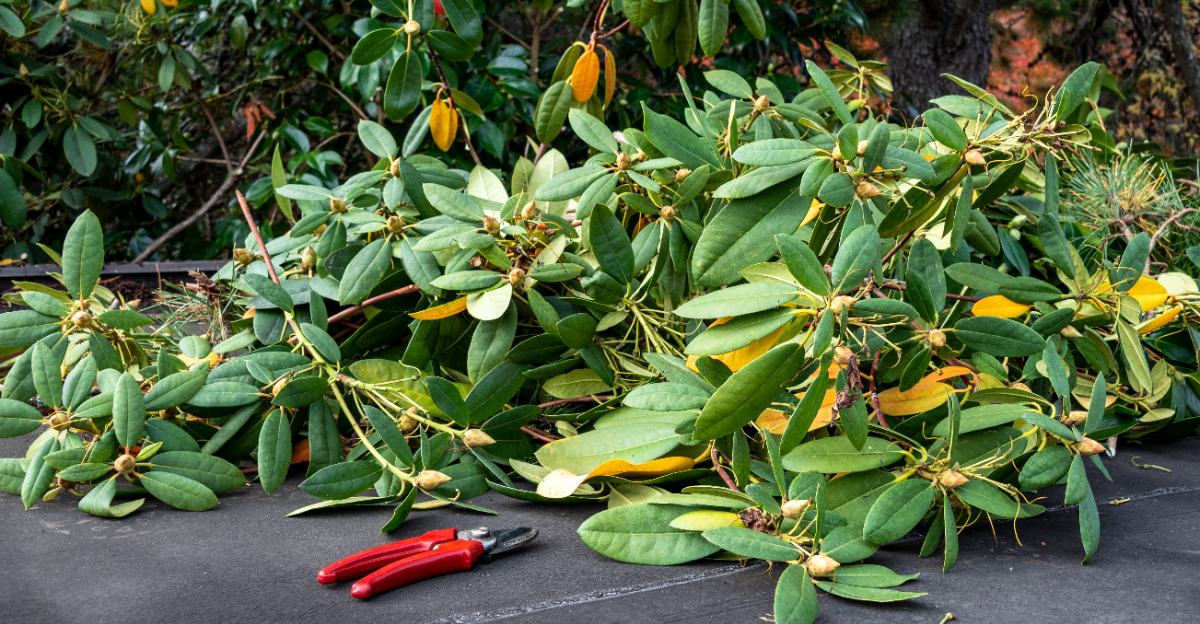 pruned rhododendron