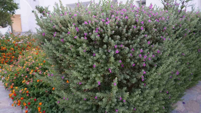 How Often To Prune For Steady Flowering