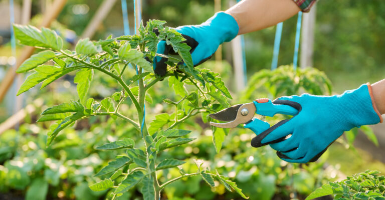 pruning tomato plants (featured image)
