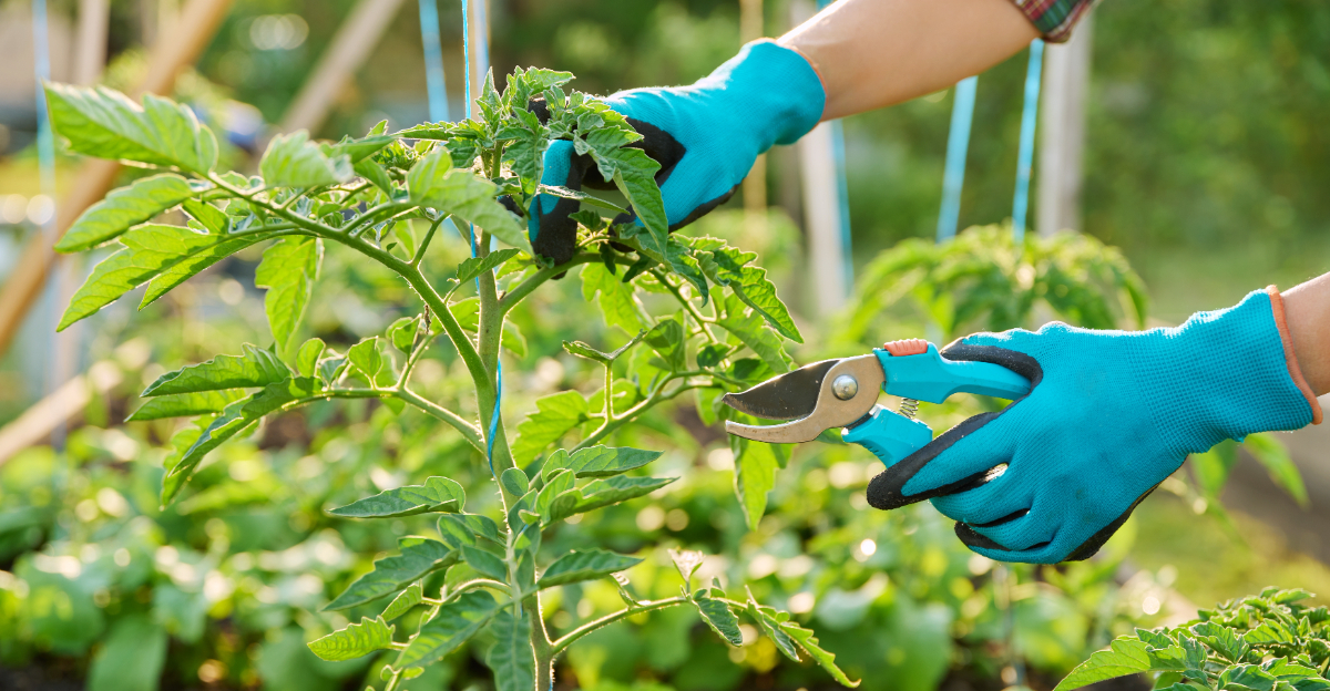 pruning tomato plants (featured image)