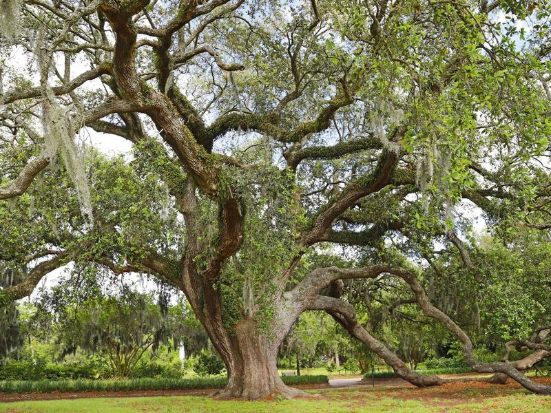 The Texas Trees And Plants It Often Feeds On