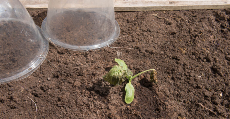 frost affected garden