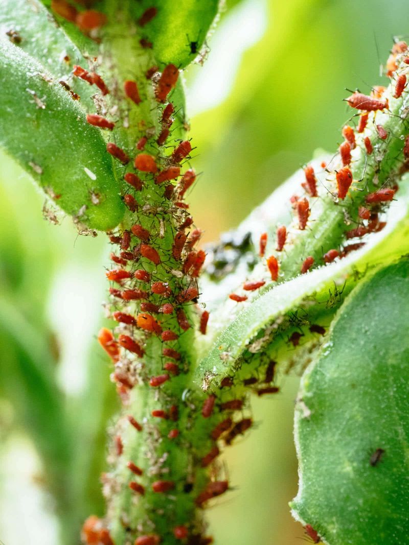 Why Florida's Warm Climate Speeds Up Aphid Problems