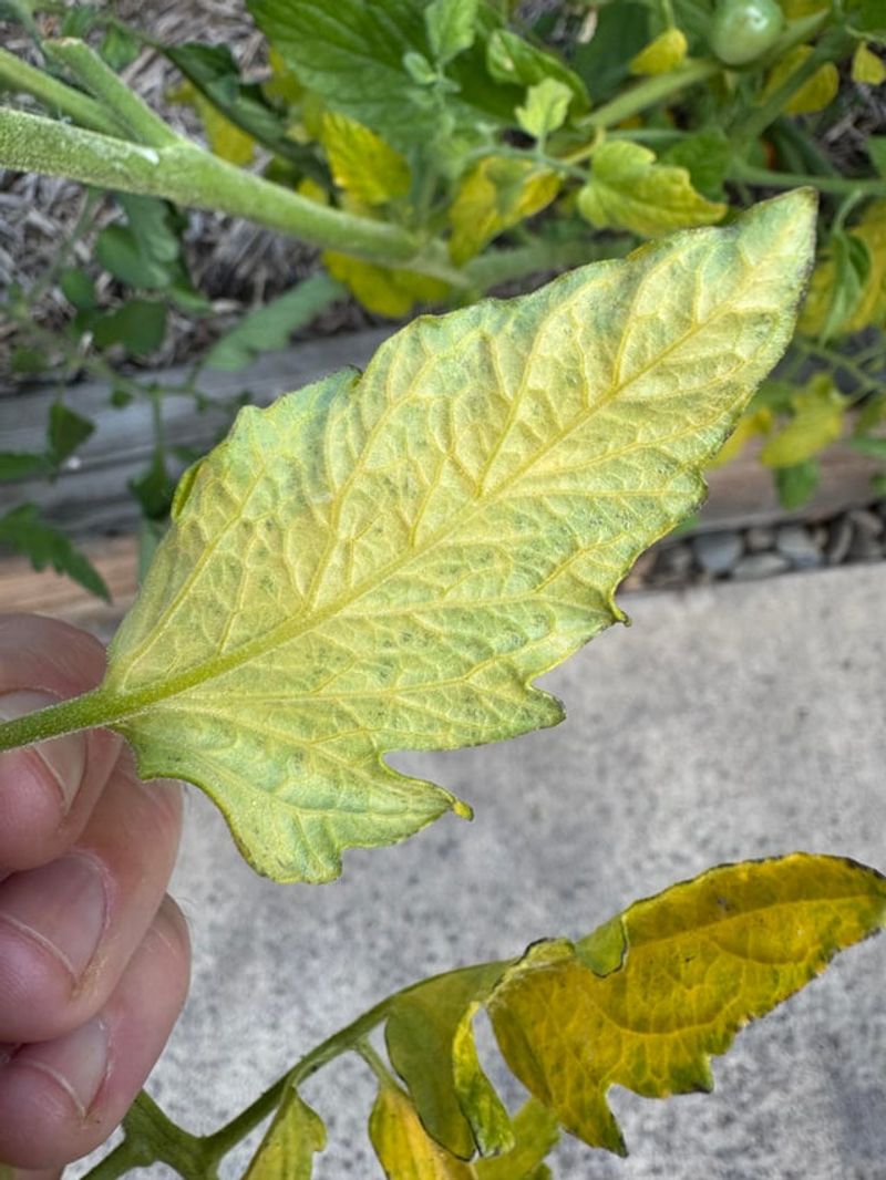Older Leaves Turn Yellow First When Nitrogen Starts Running Low