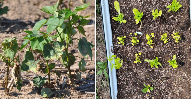 How To Spot Early Nutrient Problems In Arizona As Spring Growth Begins