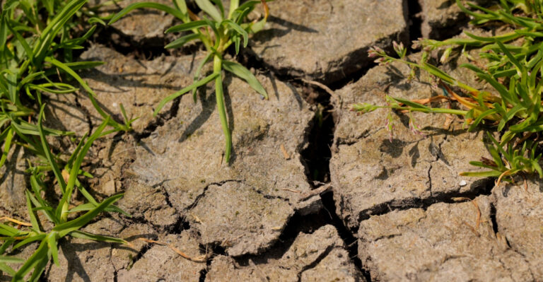 How To Spot Hydrophobic Soil In California And Fix It Fast