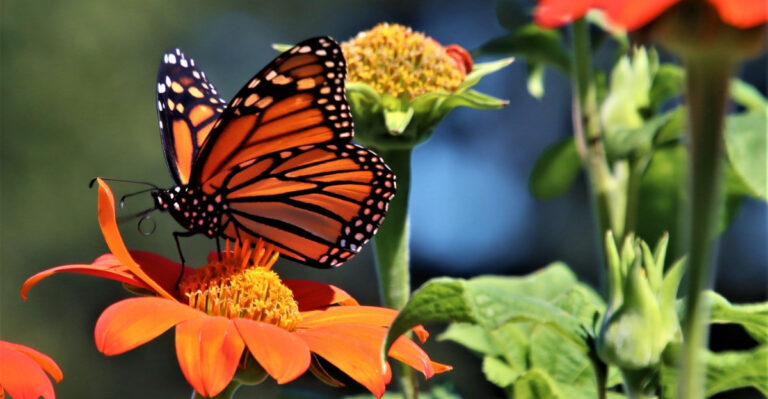 How To Start A Butterfly Garden In April In Florida