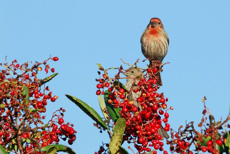 Plant More Berry-Producing Natives