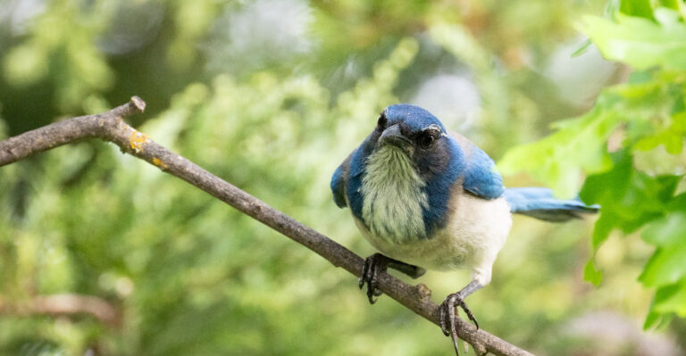 How To Support More Birds In A California Yard Without Using Feeders