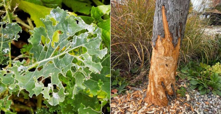 How To Tell Deer Damage From Rabbit Damage In Ohio Fast