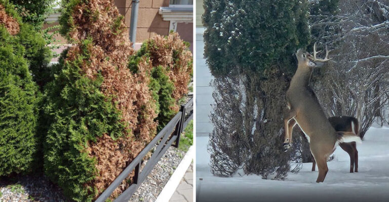 How To Tell Deer Damage From Winter Burn On Michigan Arborvitae