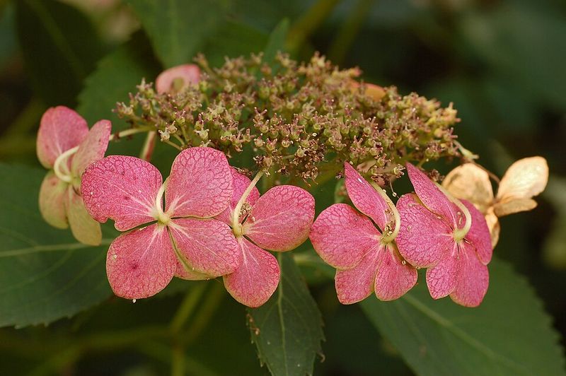 Some Hydrangea Types Leaf Out Later In Michigan Spring