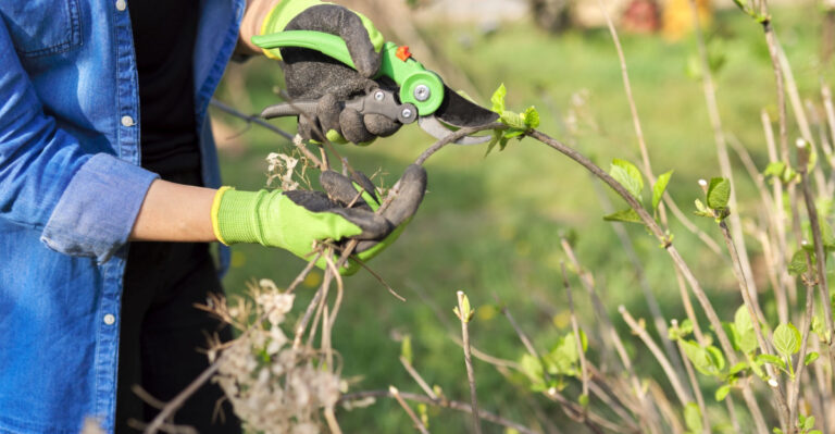pruning hydangeas